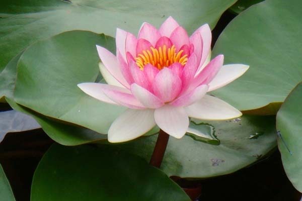 睡蓮的養(yǎng)殖方法和注意事項(xiàng)