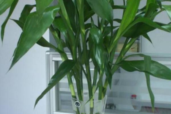 幸運竹和富貴竹的區(qū)別