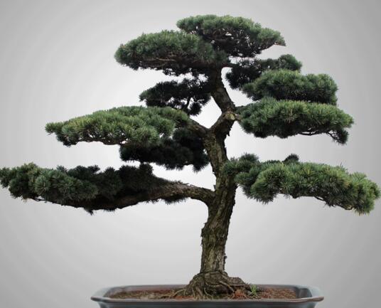 迷你羅漢松的養(yǎng)殖方法，簡單好養(yǎng)的四種方法