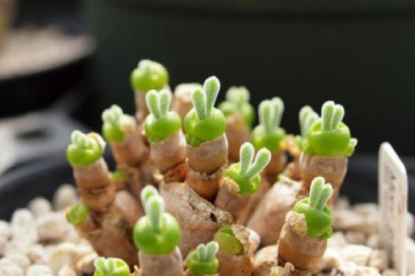 碧光環(huán)怎么養(yǎng)