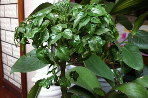 平安樹擺放風(fēng)水，放在客廳或者陽臺(tái)比較好