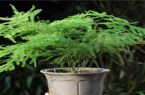 文竹黃葉怎么辦，找到黃葉原因及時進行處理