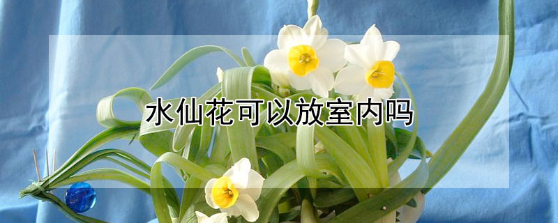 水仙花可以放室內(nèi)嗎