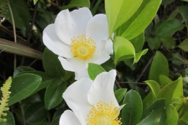 金櫻子栽培高產(chǎn)技術