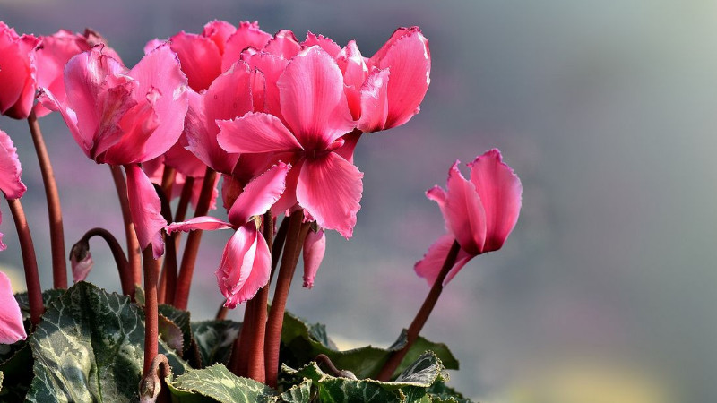 仙客來(lái)夏天怎么修剪