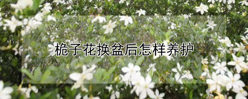 桅子花換盆后怎樣養(yǎng)護(hù)