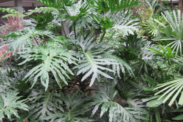 龜背竹的養(yǎng)殖方法