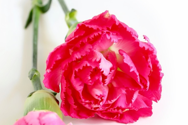 康乃馨葉子焉了是什么原因?qū)е碌? src="/nongchan/d/file/20201223/z0rogi0d4ug.jpg" / data-mh78="fzkDOh"></p>
<p data-3NSi="JyFbKW">
	康乃馨的葉子蔫了，可能是為植株提供的土壤不適合植株生長，所以需要為植株更換土壤重新種植?？的塑斑m合生長在營養(yǎng)含量較為豐富、排水性較好的土壤中，所以在種植康乃馨時最好使用微量元素含量較為豐富、土質(zhì)較為疏松的沙壤土。</p>
<p data-dHOR="1Vz8uJ">
	<strong data-y5nT="xRbJUA">2、水分不足</strong></p>
<p data-L9LQ="Y6534U">
	<img alt=