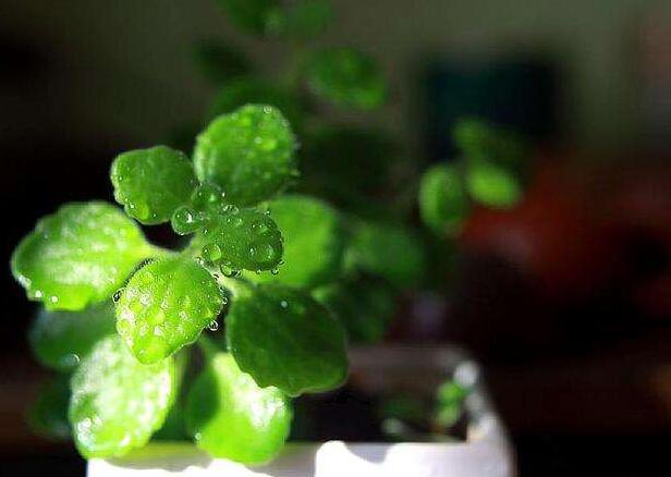 碰碰香怎么施肥，生長期時候施肥可以讓它長的更旺盛