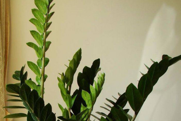 金錢樹秋天長(zhǎng)的快嗎