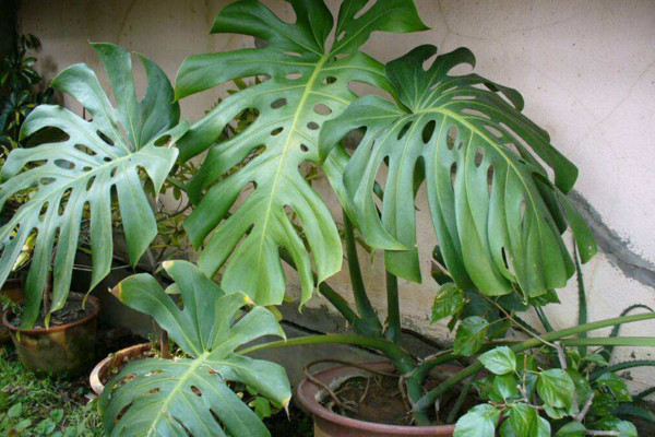 龜背竹怎么扦插，建議在春秋季節(jié)進行扦插