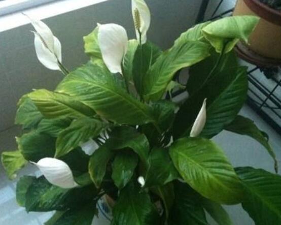 一帆風(fēng)順蔫了怎么補救，四種原因以及補救辦法