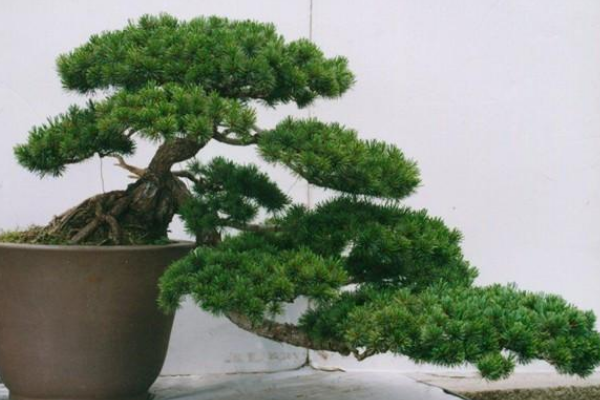 羅漢松盆景圖片欣賞，習(xí)性、分布以及作用