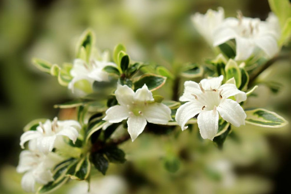 六月雪葉子干枯掉落，澆水不及時/光照過強等