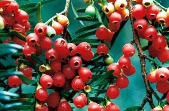 紅豆杉的養(yǎng)殖方法和注意事項(xiàng)，七大基本方法養(yǎng)殖郁郁蔥蔥