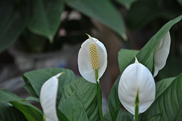 一帆風(fēng)順葉尖發(fā)黃干枯怎么辦，及時(shí)提供光照補(bǔ)充水分