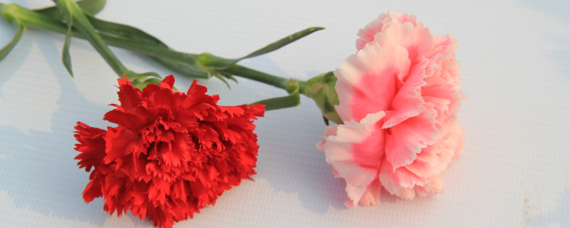 康乃馨小苗太密怎么辦