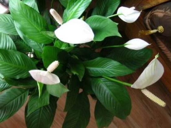 一帆風(fēng)順花期，大多數(shù)在5-8月開花(一年四季均可開花)