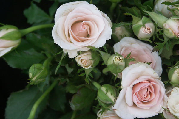 水養(yǎng)薔薇花的養(yǎng)殖方法