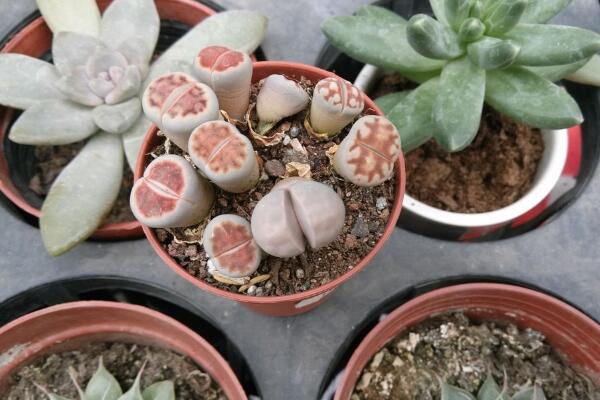 生石花怎么修根，剪去老弱病殘的根系