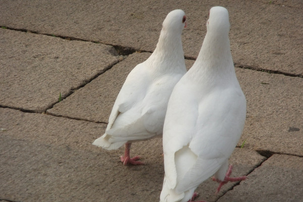 鴿子認(rèn)識主人要多久