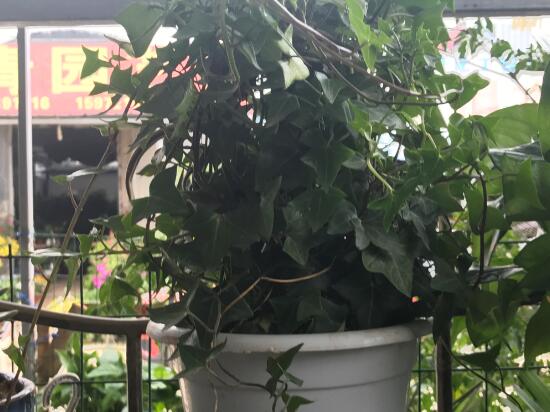 常春藤有什么風(fēng)水作用，常春藤的功效與作用