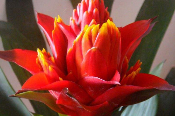 鴻運當(dāng)頭花生蟲了怎么辦