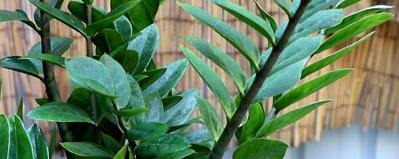 金錢樹放在家里怎么養(yǎng)