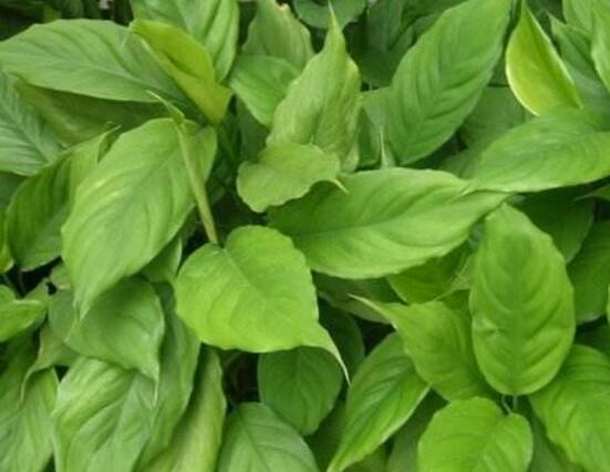 大葉萬年青有毒嗎，誤食會(huì)導(dǎo)致聲帶嘶啞、失明