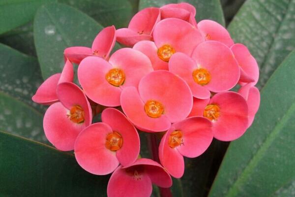 虎刺梅怎么修剪，適當(dāng)修剪可以促進(jìn)分枝、延長(zhǎng)花期