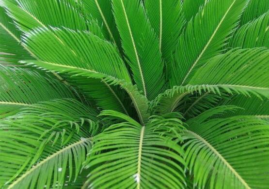 養(yǎng)鐵樹(shù)有什么忌諱，沖擊財(cái)運(yùn)與福運(yùn)/戀愛(ài)結(jié)婚難