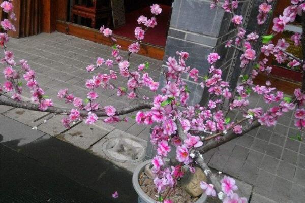 桃花的繁殖方式有哪些，扦插、播種、嫁接三種方法繁殖