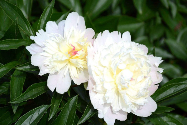 芍藥什么時(shí)候休眠