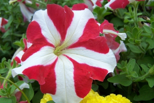 牽?；ǚN子是否需要春化