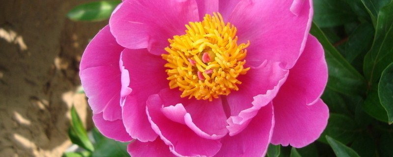 牡丹春天什么時(shí)候澆水