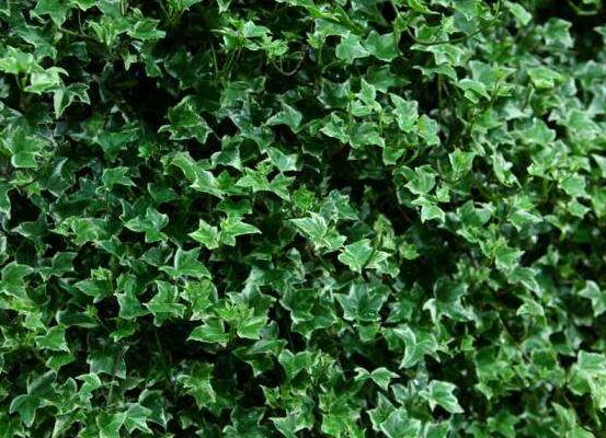 好看的常春藤盆景圖片欣賞，綠化環(huán)境、春天長駐