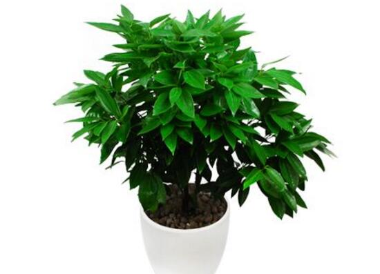 平安樹怎么養(yǎng)才茂盛，平安樹的養(yǎng)殖方法