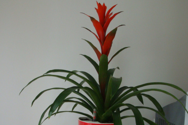 鴻運(yùn)當(dāng)頭花剪掉了怎么不長了