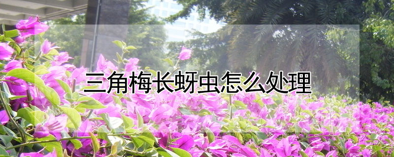 三角梅長(zhǎng)蚜蟲(chóng)怎么處理