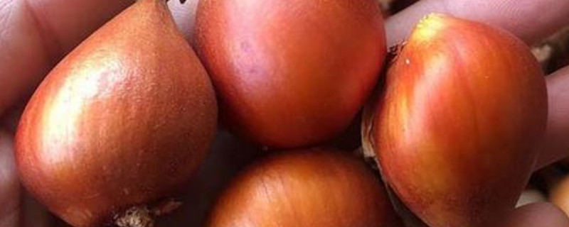 郁金香種球多大才能開花