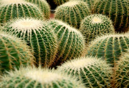 仙人球怎么施肥才正確，老農(nóng)總結(jié)一年四季施肥方法