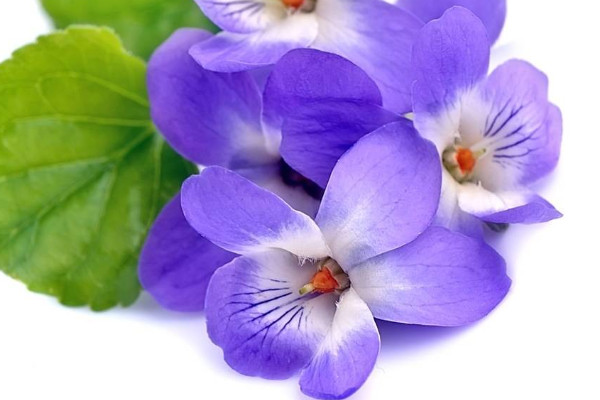 紫羅蘭冬季如何養(yǎng)護