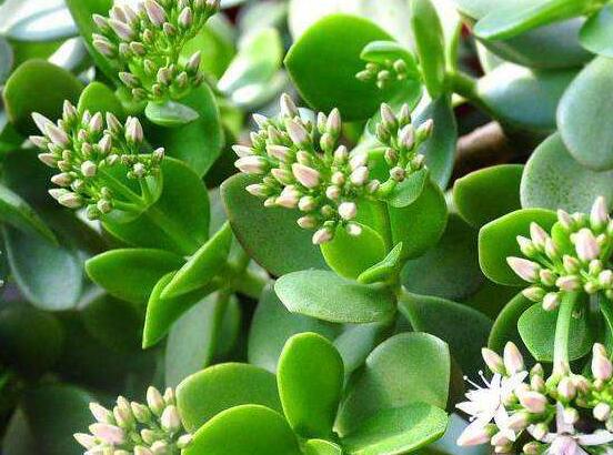 玉樹花幾年開花，掌握五大要點可年年開花