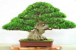 榕樹盆景有什么作用，觀賞、藥用以及風(fēng)水三個(gè)方面
