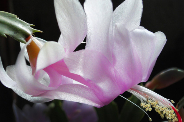 蟹爪蘭春天的養(yǎng)殖方法和注意事項