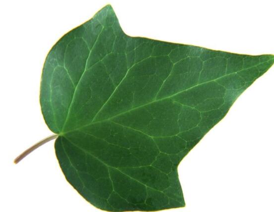 常春藤葉片干枯怎么辦，四種原因以及解決方法