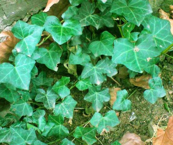 常春藤用淺盆還是深盆，深、淺盆都合適