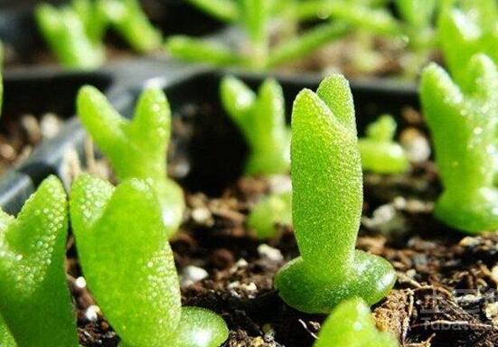 碧光環(huán)秋天怎么養(yǎng)，教你五點(diǎn)重要方法生長碧綠