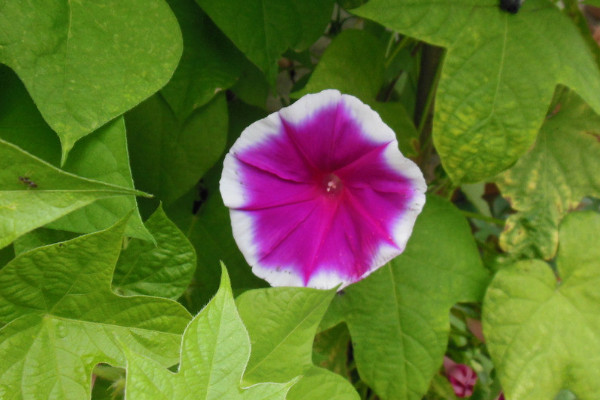 牽?；ㄒ嗌偬觳拍荛_(kāi)花