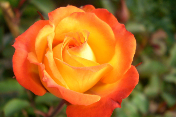 玫瑰花怎么養(yǎng)才不會枯萎